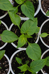 Top view of organic sweet pepper seedlings in plastic containers growing indoors. Green plants prepared for a greenhouse. Agriculture concept, seasonal product.