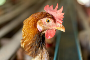 Close up hen head blurred background  © TAN