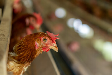 Chicken on the farm