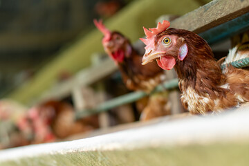 A group of brown layer hens inside a commercial poultry farm, standing in cages and laying eggs on metal conveyor trays. The chickens are part of an industrial egg production system. 