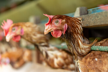 A group of brown layer hens inside a commercial poultry farm, standing in cages and laying eggs on metal conveyor trays. The chickens are part of an industrial egg production system.  © TAN