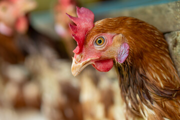 A group of brown layer hens inside a commercial poultry farm, standing in cages and laying eggs on metal conveyor trays. The chickens are part of an industrial egg production system. 