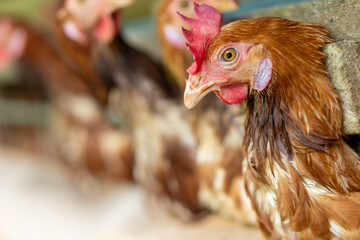 A group of brown layer hens inside a commercial poultry farm, standing in cages and laying eggs on metal conveyor trays. The chickens are part of an industrial egg production system. 