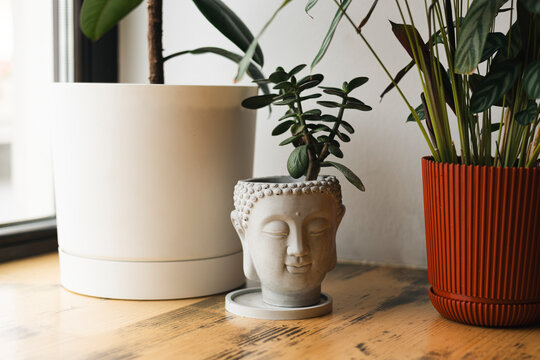 Fototapeta Serene Buddha Planter Amidst Lush Indoor Greenery