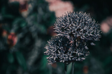Beautifully soft and hazy out-of-focus image of blue garlic flowers in gentle spring bloom
