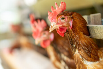 A group of brown layer hens inside a commercial poultry farm, standing in cages and laying eggs on metal conveyor trays. The chickens are part of an industrial egg production system. 