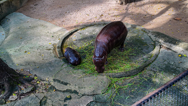 A baby hippo sleeping near its mother at Khao Kheow Zoo in Chonburi, Thailand. The world-famous cute baby hippo is called Moo Deng. She is a female and has a special characteristic of jumping around.