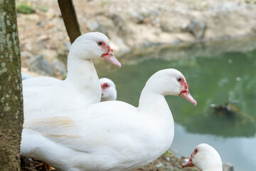 white ducks on the water