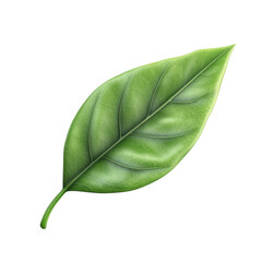 Obraz premium Green leaf nature organic fresh plant growth eco friendly environment