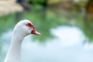 white a duck on the beach