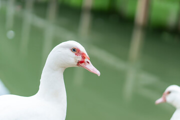 white duck on a green grass