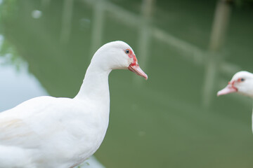 two white ducks