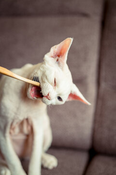 Devon rex cat playfully bites a toothbrush in a cozy home