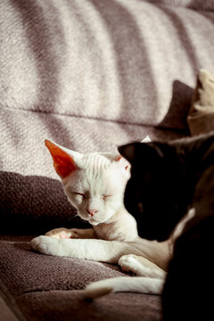 Peaceful Moment of Two Devon Rex Cats Relaxing in the Sunlight