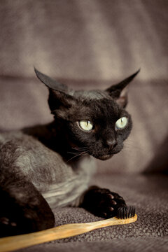 Black devon rex cat with toothbrush reflecting playful curiosity