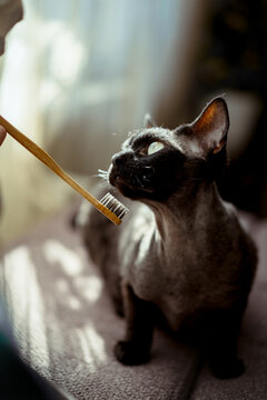 Curious devon rex cat interacts with a bamboo toothbrush