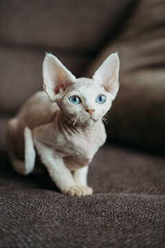 White Devon Rex With Blue Eyes Relaxing on a Cozy Couch