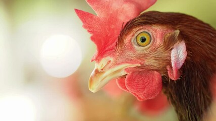 A group of brown layer hens inside a commercial poultry farm, standing in cages and laying eggs on metal conveyor trays. The chickens are part of an industrial egg production system. Eggs are collecte
