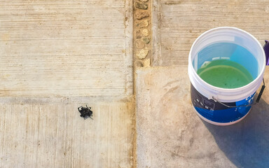 Large tarantula spider dead on wall floor Puerto Escondido Mexico.