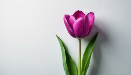 Fototapeta premium Pixelated purple tulip, green stem, leaves Delicate texture, neutral background , pixelated, beautiful