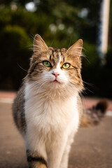 Close-up portrait of a tabby cat with green eyes outdoors