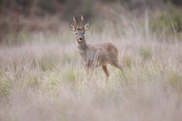 Graceful Roe Deer Serene Meadow