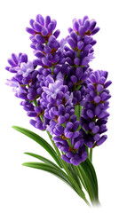 Fototapeta premium Purple Lavender Blossoms: A close-up view of vibrant lavender blossoms, displaying delicate purple petals and lush green stems. The image captures the plant's beauty and therapeutic qualities.