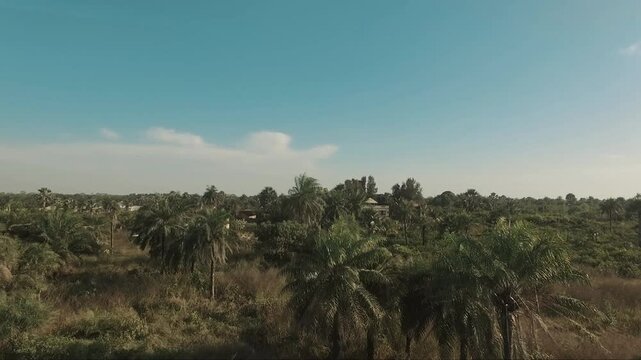 Paysage panoramique au drone au lever du jour sur la brousse et la palmeraie de Casamance, lumi&egrave;re chaude et ciel dor&eacute;, horizon infini et ambiance paisible du sud du S&eacute;n&eacute;gal