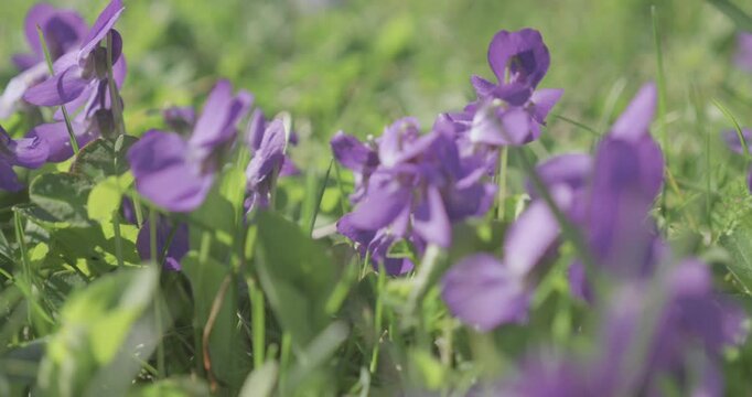 Fleur violette de printemps