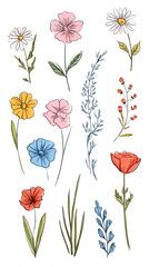 Botanical Garden Illustration: An artistic illustration showcases an array of meticulously hand-drawn flowers, perfect for adding a touch of nature's elegance to any creative endeavor.