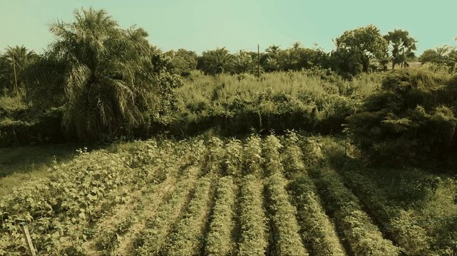 Timelapse depuis un champ en Casamance avec gros plan sur feuilles tropicales se d&eacute;coupant sur un coucher de soleil dor&eacute;, atmosph&egrave;re naturelle et lumi&egrave;re chaude en fin de journ&eacute;e