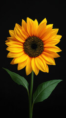 Obraz premium A vibrant sunflower with golden petals radiates against a stark black backdrop, its green stem and leaves adding a touch of natural elegance to the composition.