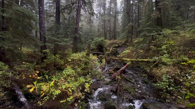 USA, Alaska, Ketchikan, Carlanna Lake Trailhead - moody forest Minerva Mountain Trail and upstream Creek during off-season hike