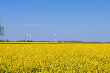 Vibrant rapeseed field with wind turbines under a blue sky.