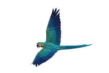 Colorful flying Blue and Gold Macaw parrot isolated on transparent background png file