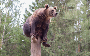 One Day at the Zoo, Finland