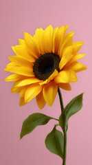 Fototapeta premium A vibrant, single sunflower with bright yellow petals and a dark center gracefully extends upward against a soft pink backdrop, creating a cheerful composition.