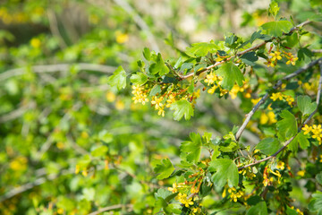 Flowering spring currant in the garden.