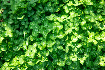 Growing green plants in the nature.