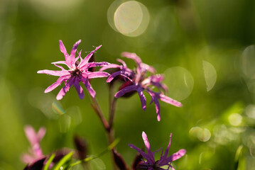 Fioletowe kwiaty firletki poszarpanej w rosie na wiosennej łące.  © Elżbieta Kaps