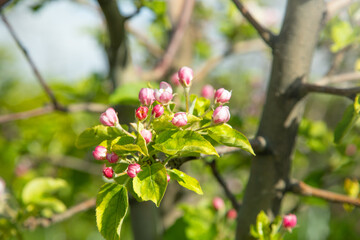 Flowering spring apple tree in the garden.