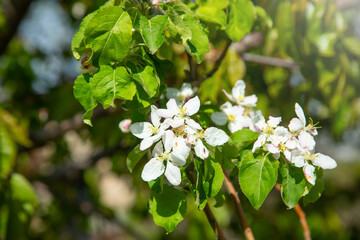 Flowering spring apple tree in the garden.