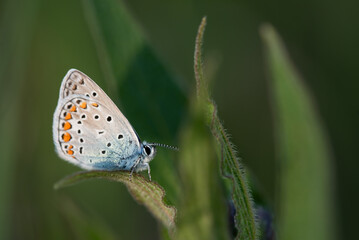 Motyl modraszek Ikar na kwiatku na łące.