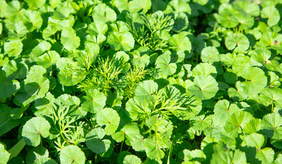Growing green plants in the nature.