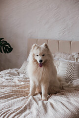  White fluffy dog ​​on the bed. Samoyed husky, Samoyed spitz
