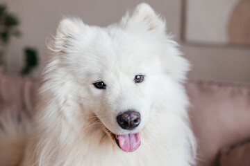 Portrait of a white dog. Close up, selective focus. Samoyed husky, Samoyed spitz
