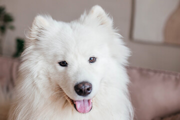 Portrait of a white dog. Close up, selective focus. Samoyed husky, Samoyed spitz
