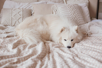A white fluffy dog ​​sleeps on a white bed with white pillows. Samoyed husky