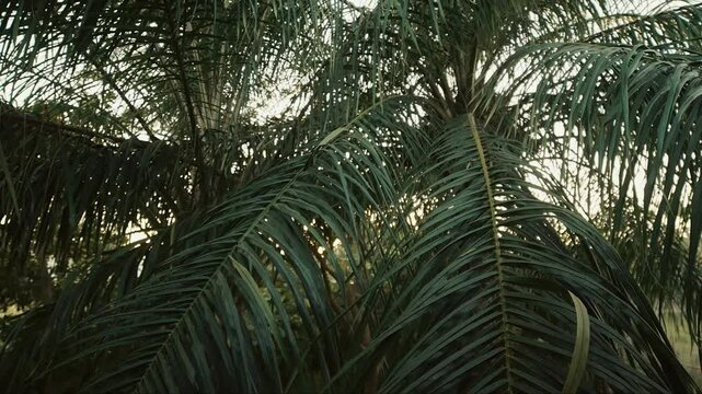 Timelapse en plan large sur feuillage dense de palmiers tropicaux en Casamance, silhouette v&eacute;g&eacute;tale anim&eacute;e par un coucher de soleil chaud et vibrant &agrave; l&rsquo;horizon dans un ciel dor&eacute;