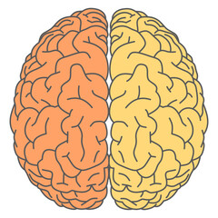 human brain isolated on white